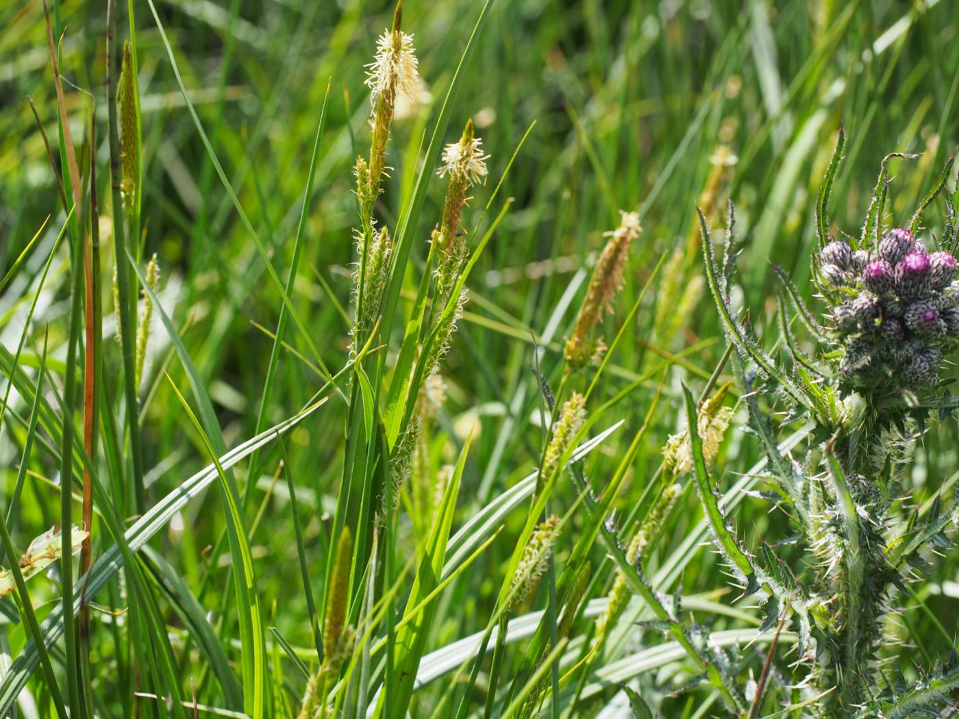 Sedge, Bladder plant